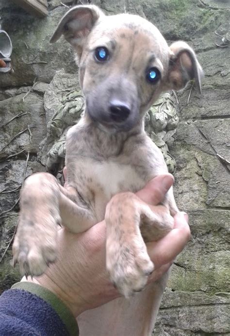 lurcher bedlington whippet cross puppy male | in Hawick, Scottish ...