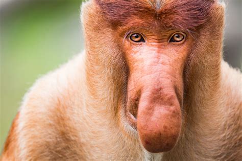 Proboscis Monkey #portrait nature monkey animal nose wildlife one male fur wild malaysia primate ...