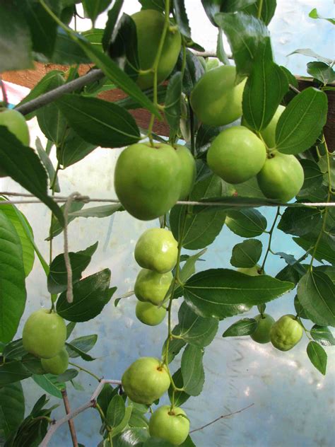 My Edible Fruit Trees: Jujube