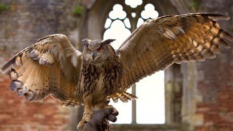 Eagle Owl | European Eagle Owl showing off his wingspan at W… | Flickr