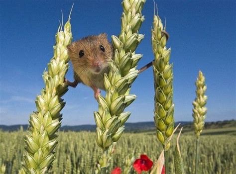 17 Best images about Mice, Field mice, Field mouse, Harvest mouse on ...