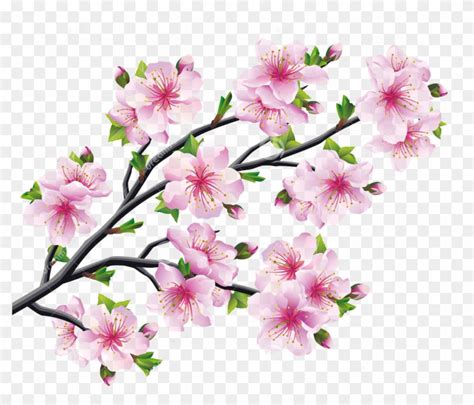 Hand Drawn Easy Cherry Blossom Drawing - Cherry Blossom Branch Drawing ...