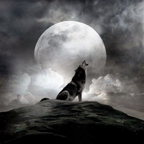 Howling Wolf Wallpapers - Top Free Howling Wolf Backgrounds ...