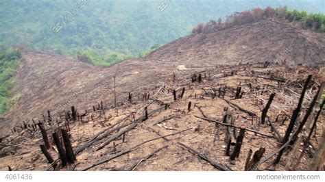 Deforestation, After Forest Fire, Natural Disaster Stock video footage ...