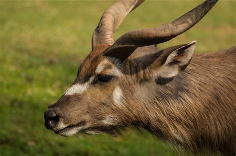 Katonga Wildlife Reserve - Uganda National Parks