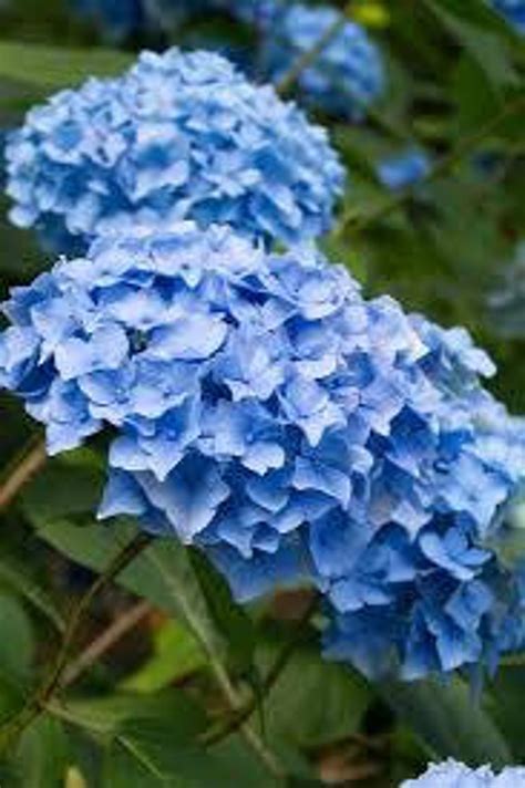 2Beautiful Blue HYdrangea Bushes Live treesplant now for | Etsy