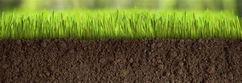 Creating a New Lawn: Seeding vs Turfing | TurfOnline