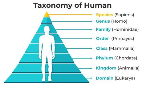 Taxonomic Hierarchy - Genus and Family | Class 11 Biology