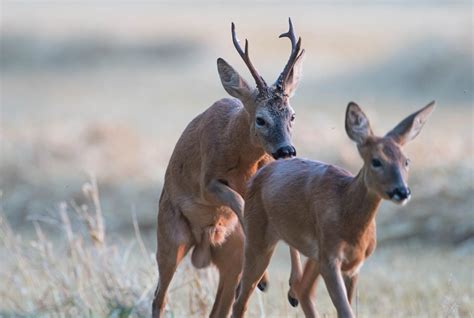 Deer (Overview) Breeding | Wildlife Online