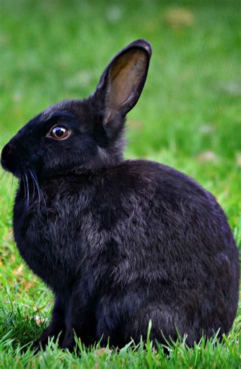 About Wild Animals: A black rabbit | Pet bunny rabbits, Beautiful rabbit, Pet bunny