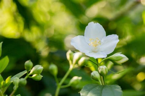 18 Beautiful Mock Orange Varieties (Philadelphus) - Petal Republic