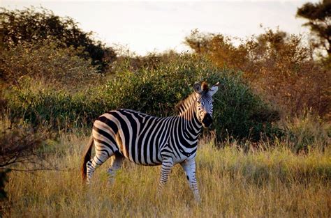 Amazing Wildlife in Kruger National Park, South Africa