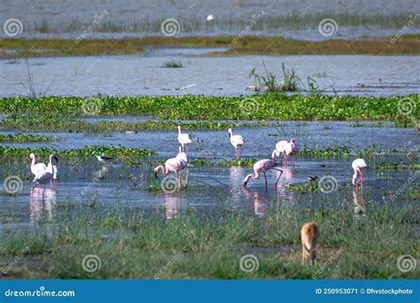 Group of Flamingos at Lake Magadi in the Ngorongoro Crater Conservation ...