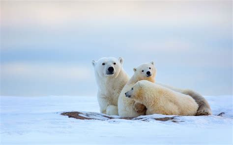 Wallpaper Winter, polar bears, cold, snow 1920x1200 HD Picture, Image