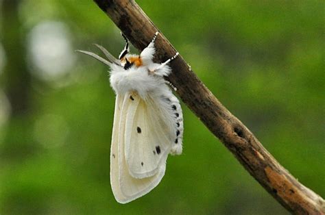 So Beautiful Moth: Spilosoma Virginica | Summer art projects, Nature ...