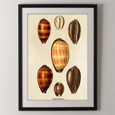 Cowrie Shell Art Print Shell Art Nautical Decor Natural