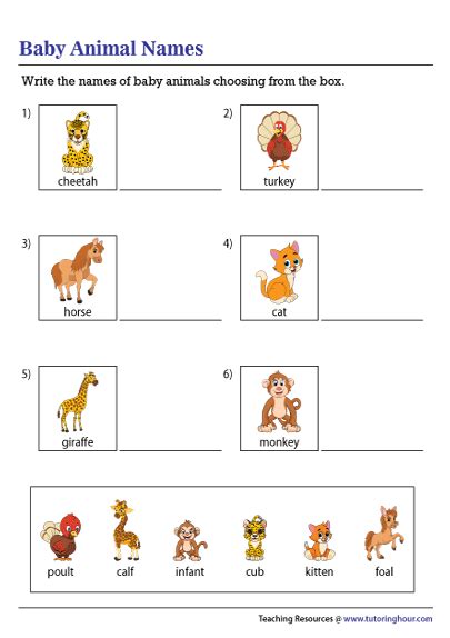 Baby Animals Worksheet