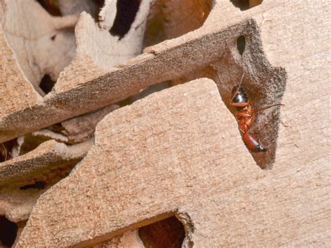 Signs of Carpenter Ants: How to Get Rid of Carpenter Ants