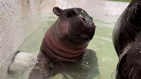 Watch a baby hippo swim at Richmond's zoo - The Washington Post