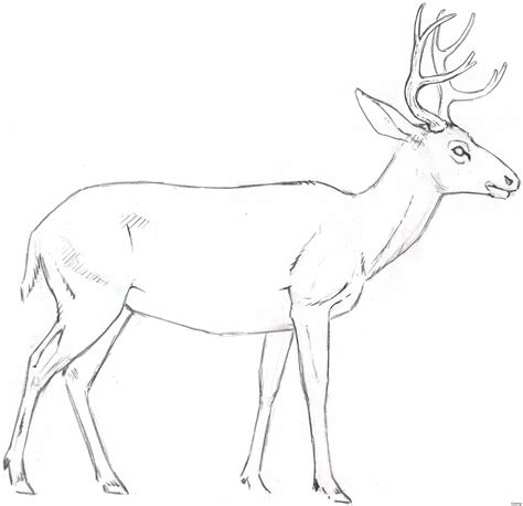 Deer Drinking Water Drawing at GetDrawings | Free download