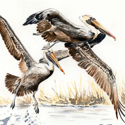 Pelicans Ascending | Fine Art Print | Watercolor | Annie Moran