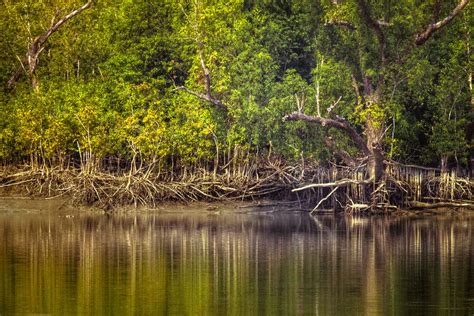 Sundarbans National Park – A largest Tranquil Mangrove Forest Of World ...