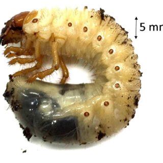 | Third instar larva of the greyback cane beetle (D. albohirtum). Image ...