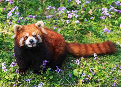 Fascinating Red Panda Facts | Panda facts, Panda habitat, Red panda