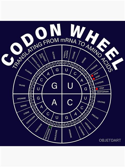 "GENETICS: mRNA Codon Wheel" Art Print by OBJETDART | Redbubble