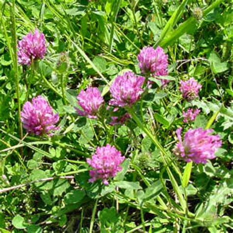 Vermont State Flower, Red Clover (Trifolium pratense), from NETSTATE.COM