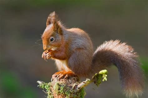 Eurasian Red Squirrel: A Squirrel Facing An Uncertain Future – Animal ...