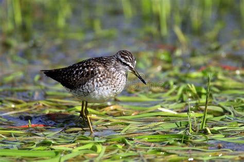 Single Wood Sandpiper Bird on Grassy Wetlands during a Spring Nesting ...