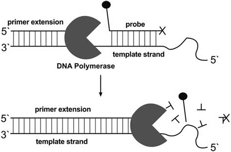 Reaction scheme of the first TaqMan assay using radioactive-labeled ...