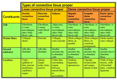 Connective Tissue Proper | Human Anatomy and Physiology Lab (BSB 141)
