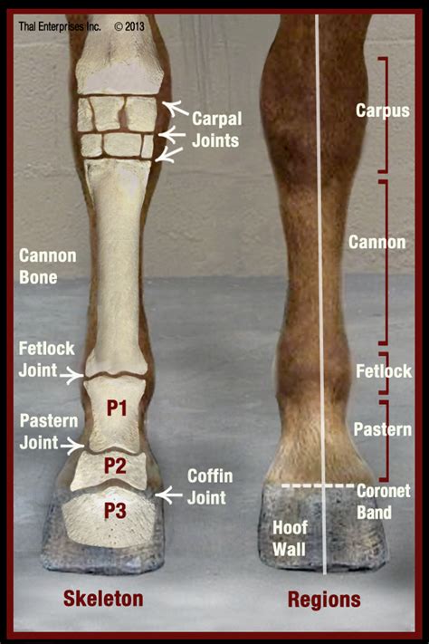 Lower Limb Front View Equine Veterinary, Veterinary Science, Equine Massage, Equine Care, Horse ...