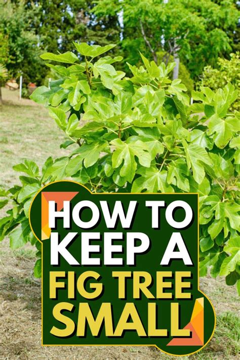 How To Keep A Fig Tree Small in 2023 | Fig fruit tree, Fig tree plant, Fig tree types