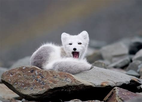 Arctic Fox Vulpes lagopus - Photorator