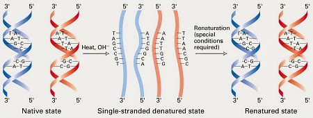 DNA Hybridization | Overview & Techniques | Study.com