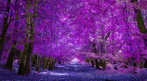 Purple Forest by Ashz1234 on DeviantArt