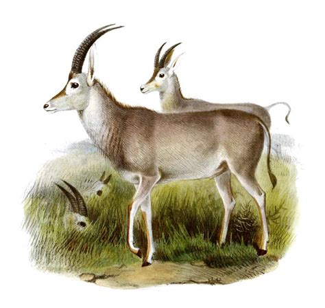 Extinct Bluebuck, Hippotragus leucophaeus