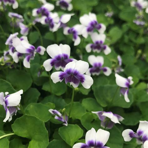 Viola hederacea - Australian Violet (3.5" Pot) | Little Prince To Go