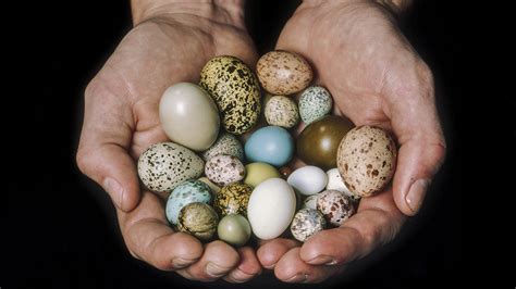 A surprisingly simple explanation for the shape of bird eggs | Science ...