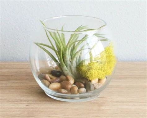 12 Air Plant Terrariums Air Plants in Glass Terrariums - Etsy