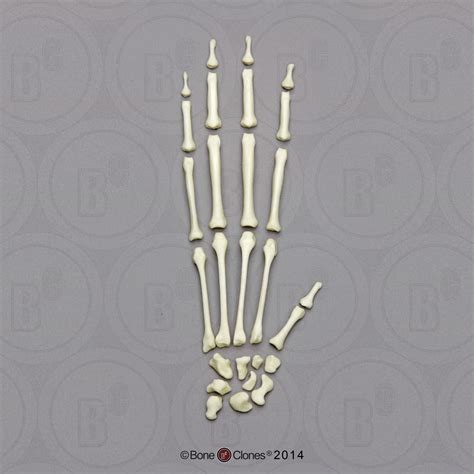 Black Spider Monkey Hand, Disarticulated - Bone Clones - Osteological Reproductions