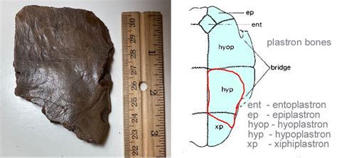 Turtle/Tortoise Carapace Fragment - Fossil ID - The Fossil Forum