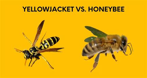 Yellow Jackets vs. Honey Bees - Honeybee Hobbyist