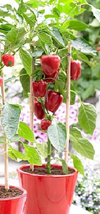 Growing Bell Peppers in Pots | How to Grow Bell Peppers in Containers & Care | Balcony Garden Web