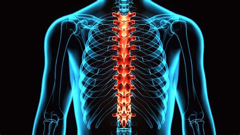 Thoracic Vertebrae Anatomy