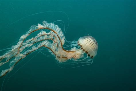 Identifying jellyfish | Wildlife sightings | Marine Conservation ...