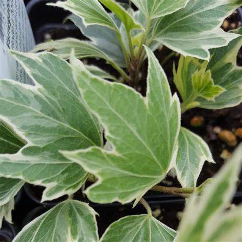 Ivy Hedera helix Variegated from Hillcrest Nursery